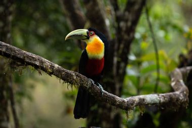 Colorful toucan in forest