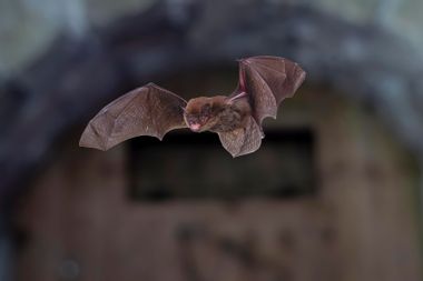 Common bat Pipistrellus pipistrellus