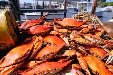 Close-up of crabs, Annapolis, Maryland, USA