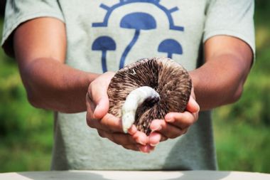 Holding a large mushroom