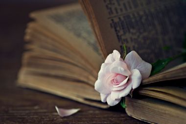 Pink flower inside a book