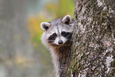 Raccoon sitting on a tree