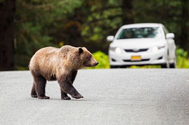 Brown bear crossing road in front of car