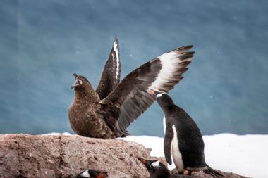 Brown Skua; Gentoo Penguin; Antarctica