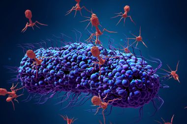 Bacteriophage infecting bacterium