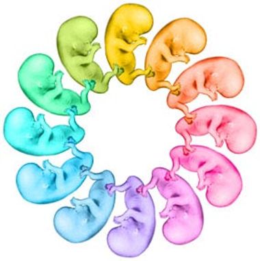 Image for Embryos under the knife