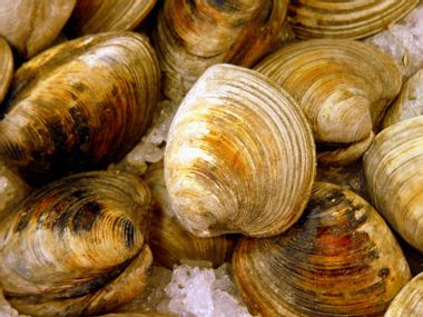Image for Malaysian black pepper clams