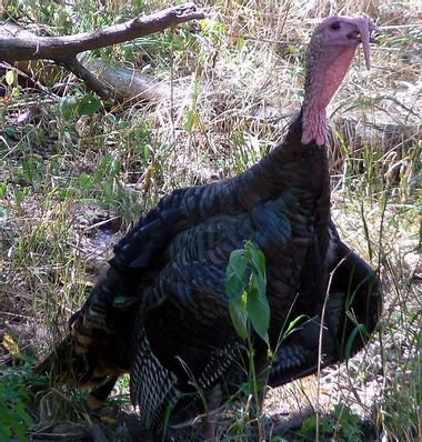Image for Rogue turkey terrorizes Massachusetts, does not belong to Ethel Kennedy
