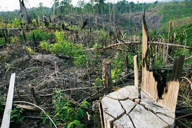 Image for Global timber trafficking harms forests and costs billions of dollars — here’s how to curb it