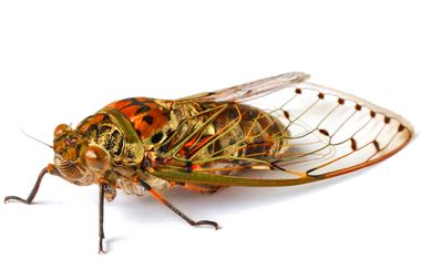 Image for Cicadas like to be on time. But are they getting confused by climate change?