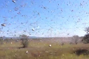 Image for Climate change helped spawn East Africa’s locust crisis