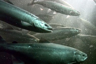 Image for The end of sockeye salmon?