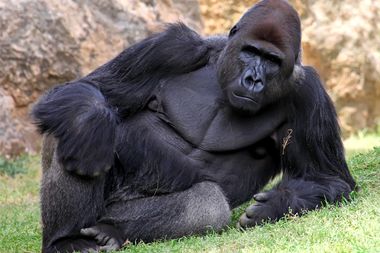 Image for What a gorilla can teach us about fighting sexism
