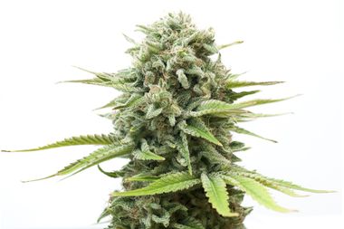 Image for Science for potheads: Why they love to get high