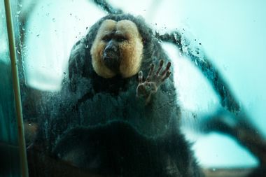 Captive - White-faced Saki Monkey