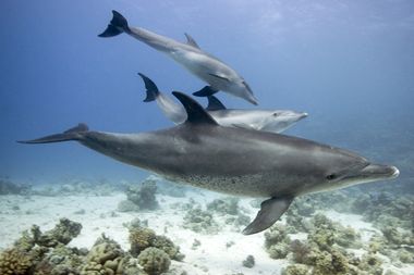 Image for Dolphins aren't as special as you think