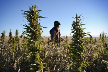 Image for Why America's fired up about hemp