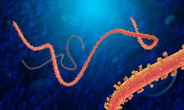 Image for Secret experimental Ebola drug enters clinical trial