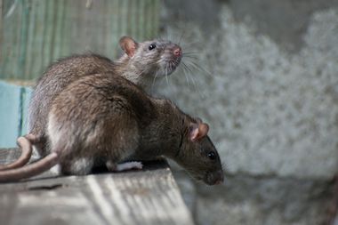 Image for Our war against urban rats could be leading to swift evolutionary changes