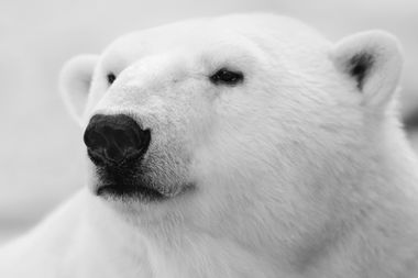 Image for When polar bears attack: How climate change is creating a new breed of unlikely killers