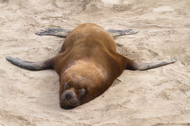 Image for 500 sea lions found dead on Peruvian beach