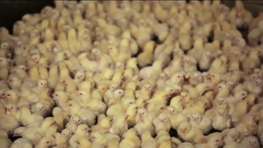 Image for Disturbing video provides a glimpse into the life of a factory-farmed chicken