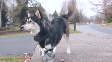 Image for Watch a dog born with deformed legs run with new 3-D printed prosthetic paws