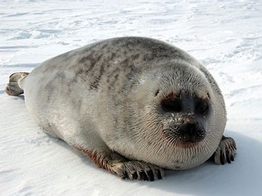 Ringed Seals Critical Habitat