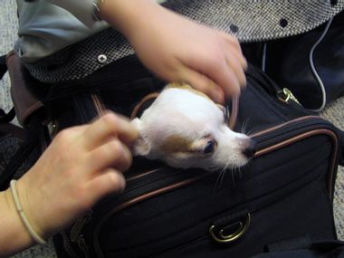 Image for Horrible trend: $67,000 private jets for pets