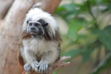 Image for 2 critically endangered monkeys freeze to death at Louisiana zoo