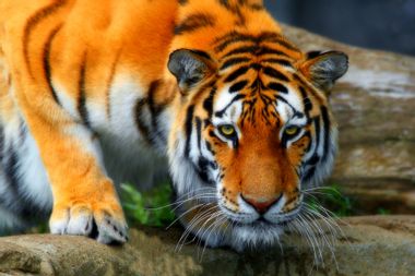 Image for India just experienced a massive tiger boom -- but the species is still threatened