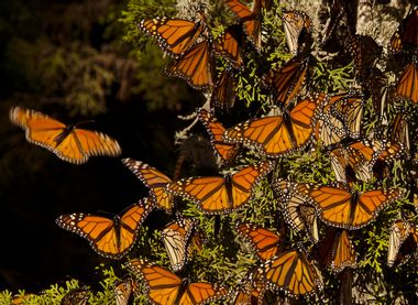 Image for Almost 1 billion monarch butterflies have disappeared since the 1990s