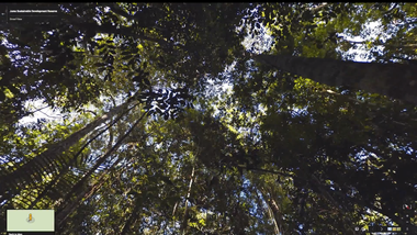 Image for New Google Street View feature lets you zip-line through the Amazon jungle