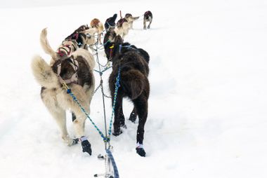 Image for Alaska's had such a warm winter, the Iditarod was forced 225 miles north