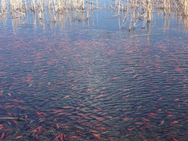 Image for A bunch of pet goldfish have completely taken over a Colorado lake