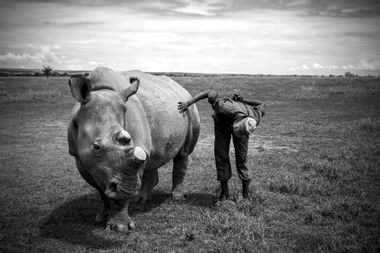 Image for 24/7 armed protection may not be enough to save the world's last remaining northern white rhinos