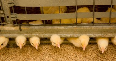 Image for America's biggest poultry producer pledges to stop using human antibiotics