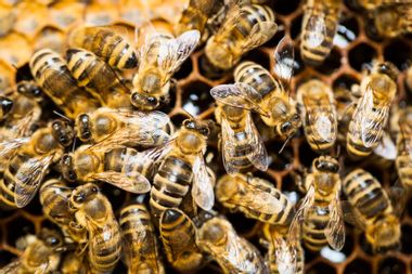 Image for EPA announces moratorium on bee-killing pesticides