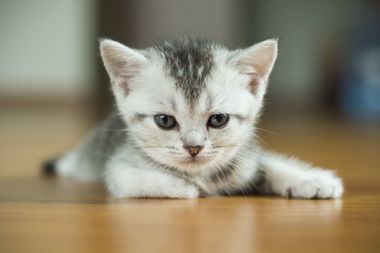 Kitten