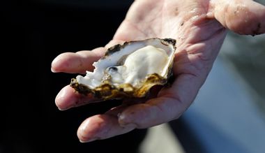 Washington Oysters Pesticide