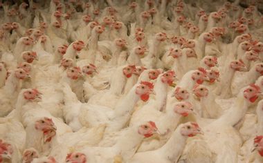 Image for How Big Poultry's exploitative system may have driven one farmer to mass-murder chickens