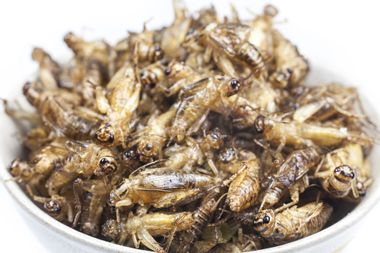 Image for Sustainability Podcast: Listen to what happened when Salon reporters ate bugs