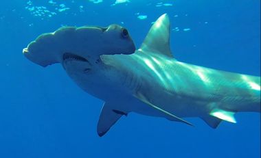 Discovery Channel hammerhead shark