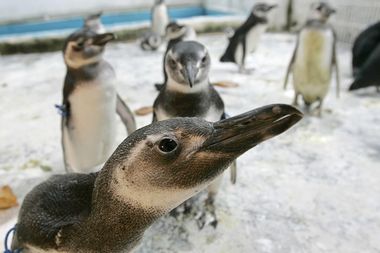 Penguins