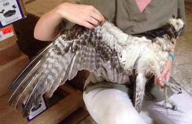 Image for An osprey's untimely demise: The sad tale of a raptor held for ransom