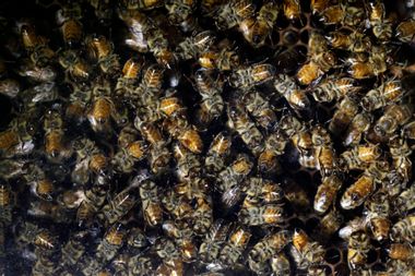 Bees Pesticides