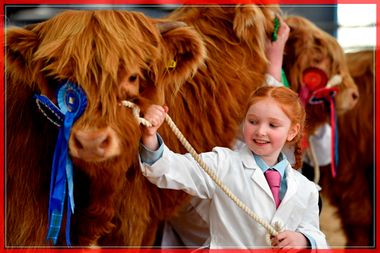 The Annual Oban Highland Cattle Sale