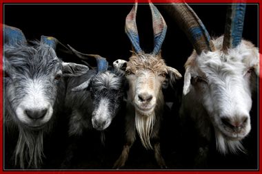 Goats wait to get unloaded from a vehicle at a livestock market during Dashain, the biggest religious festival for Hindus in Nepal, in Kathmandu