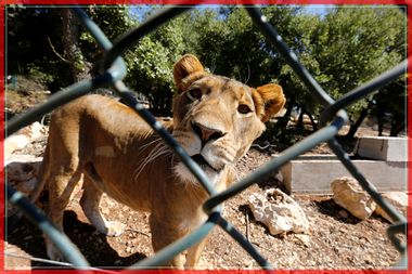 A lioness looks to the camera at the newly-established Al Ma'wa wildlife reserve which hosts 10 different kinds of animals in the northern town of Jerash