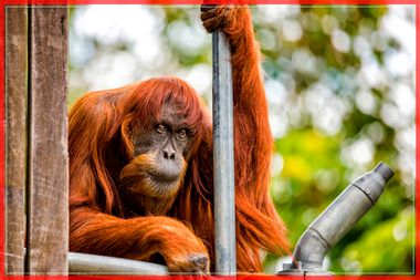 60-year-old 'Puan', who has been declared the oldest living Sumatran Orangutan in the world, is seen at Perth Zoo in Western Australia, in this handout image